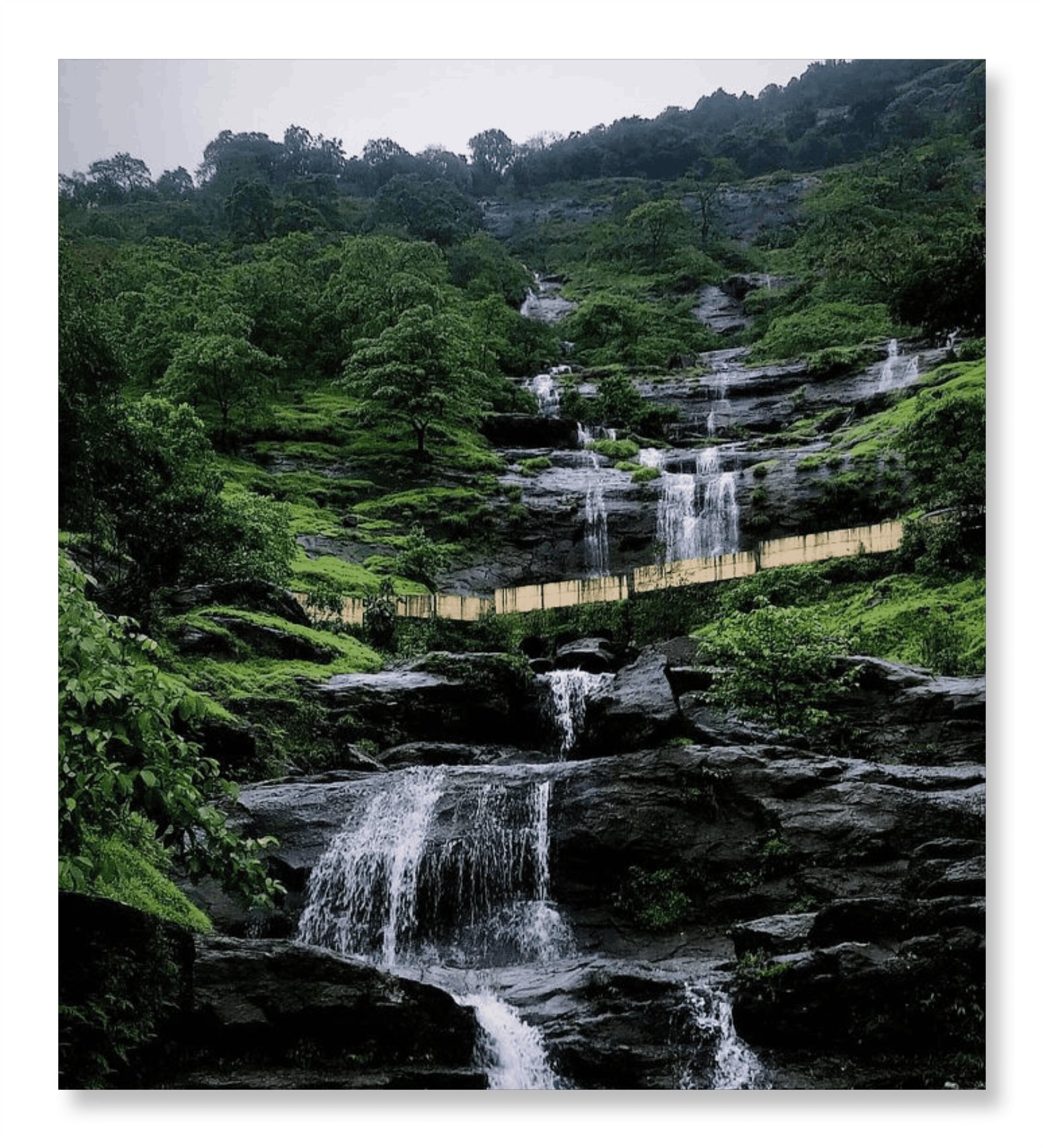 Monsoon Wild Signature - Monsoon Edition