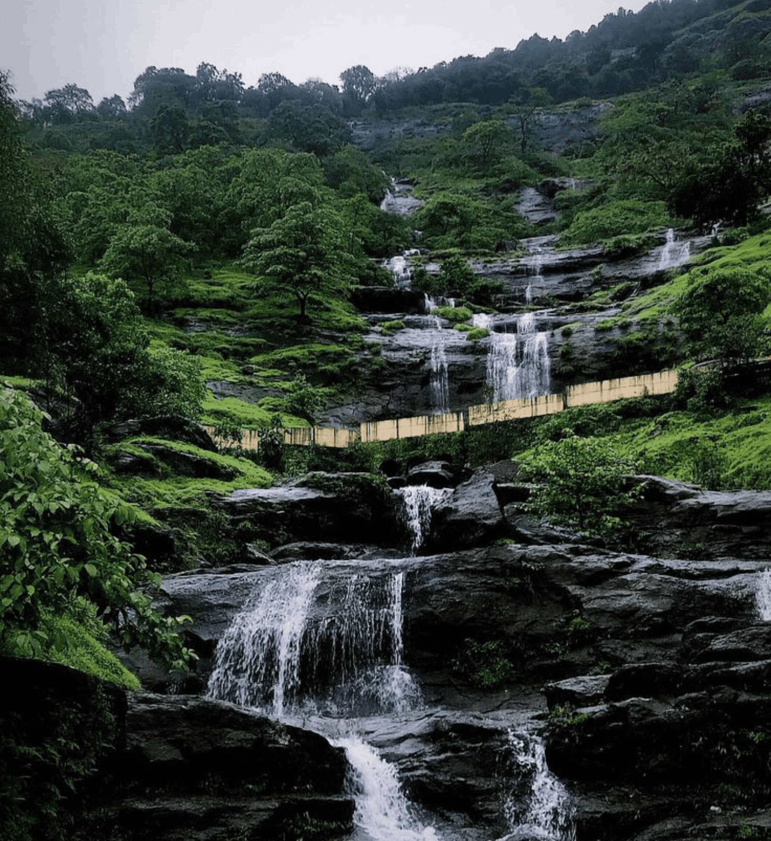 Monsoon Wild Signature - Monsoon Edition