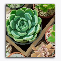 Cactus Farm