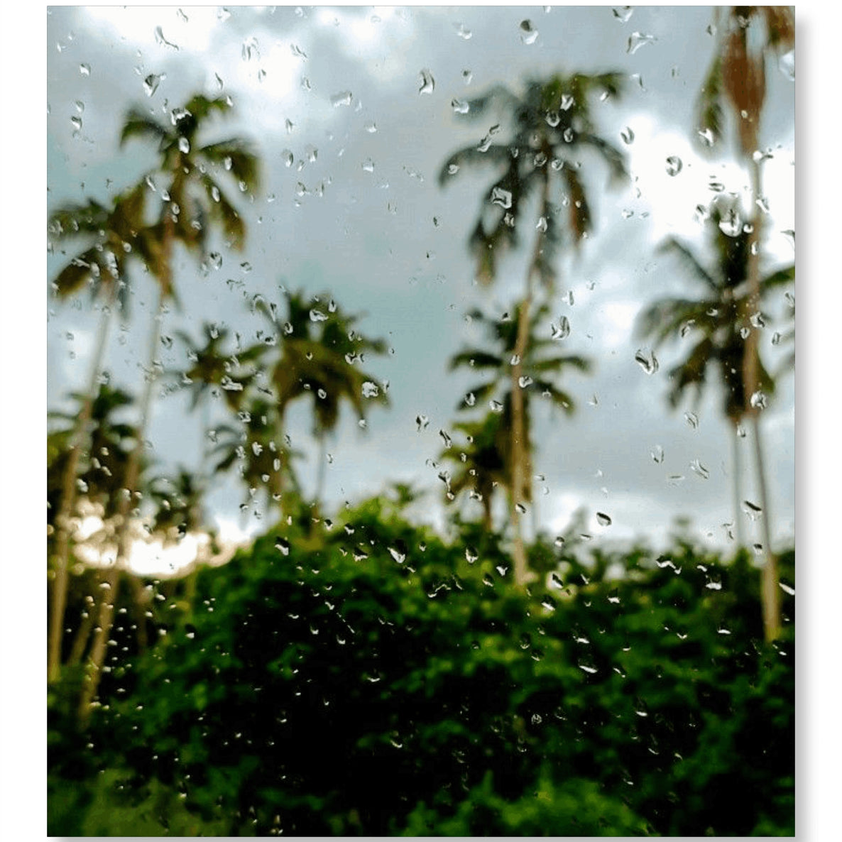The Bloom after Rain- Monsoon Edition