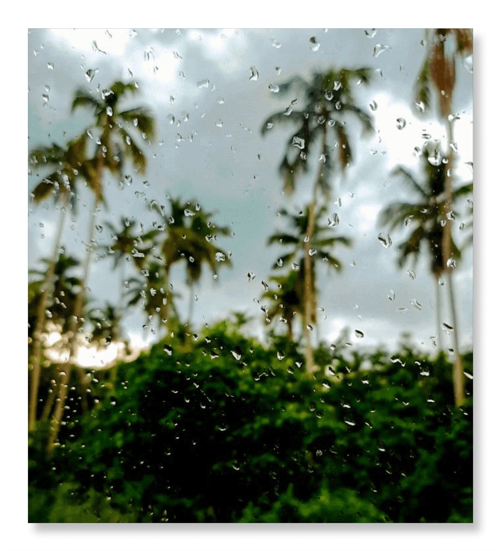 The Bloom after Rain- Monsoon Edition