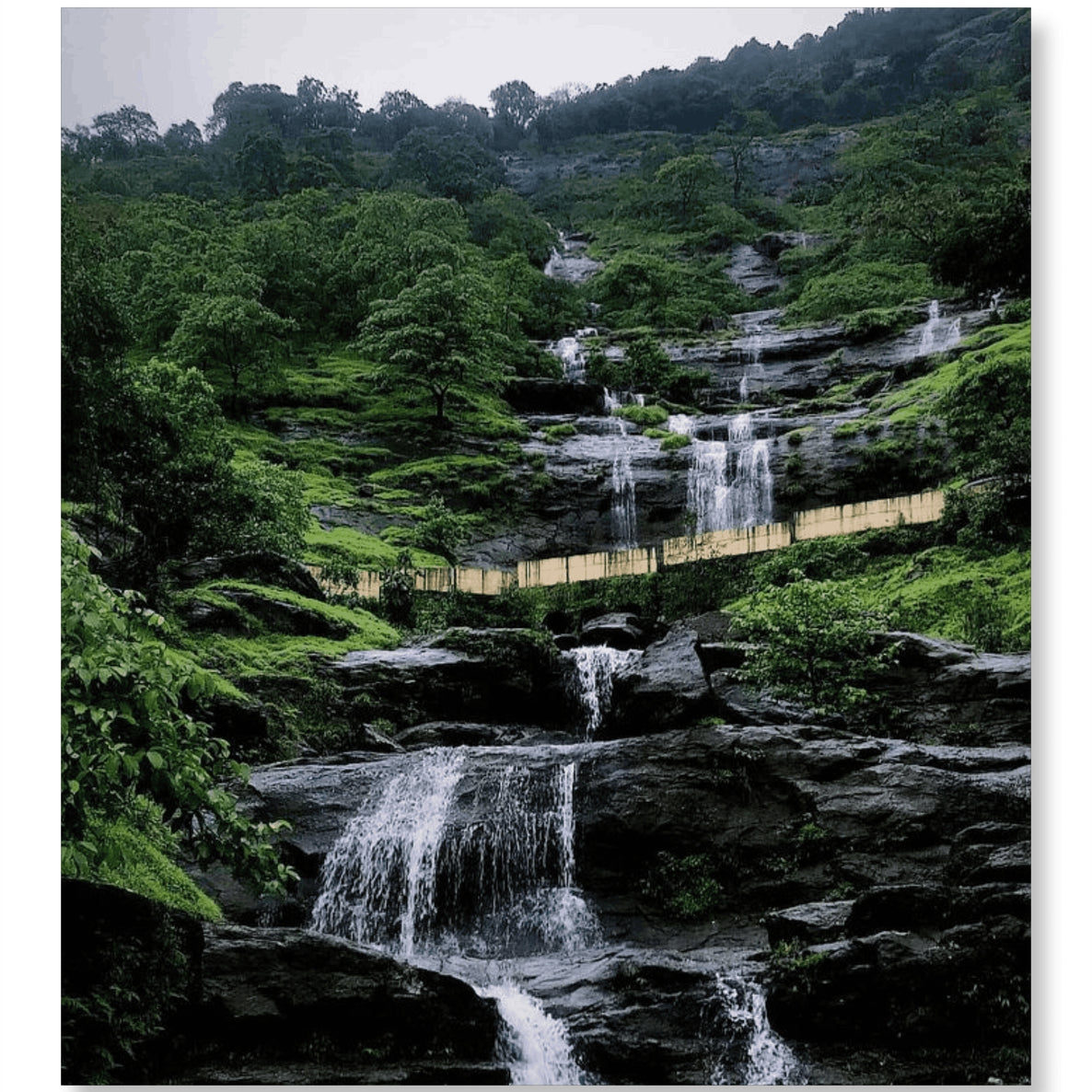 Monsoon Wild Signature  - Monsoon Edition