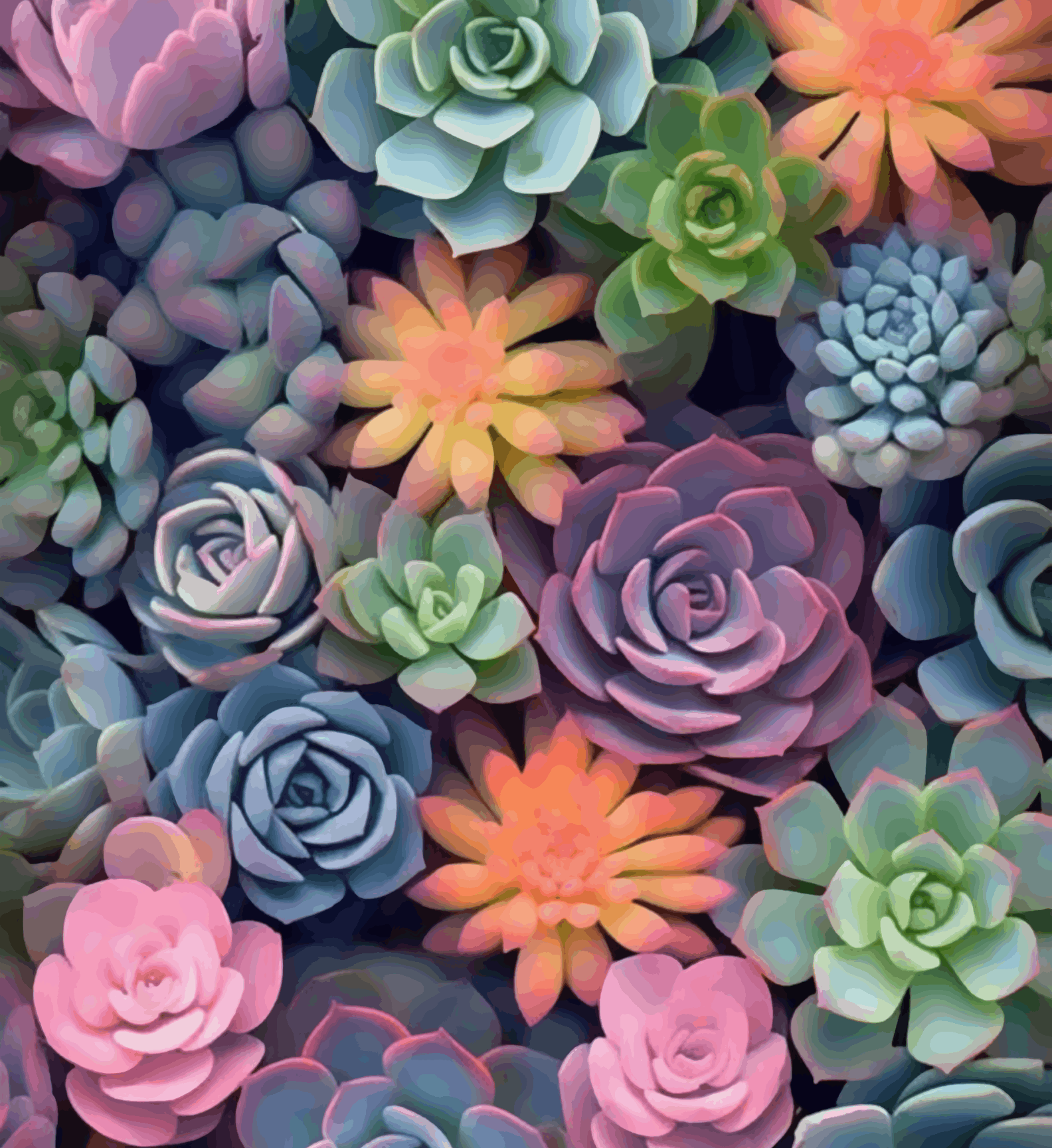 Natural Beauty of Colorful Flowers