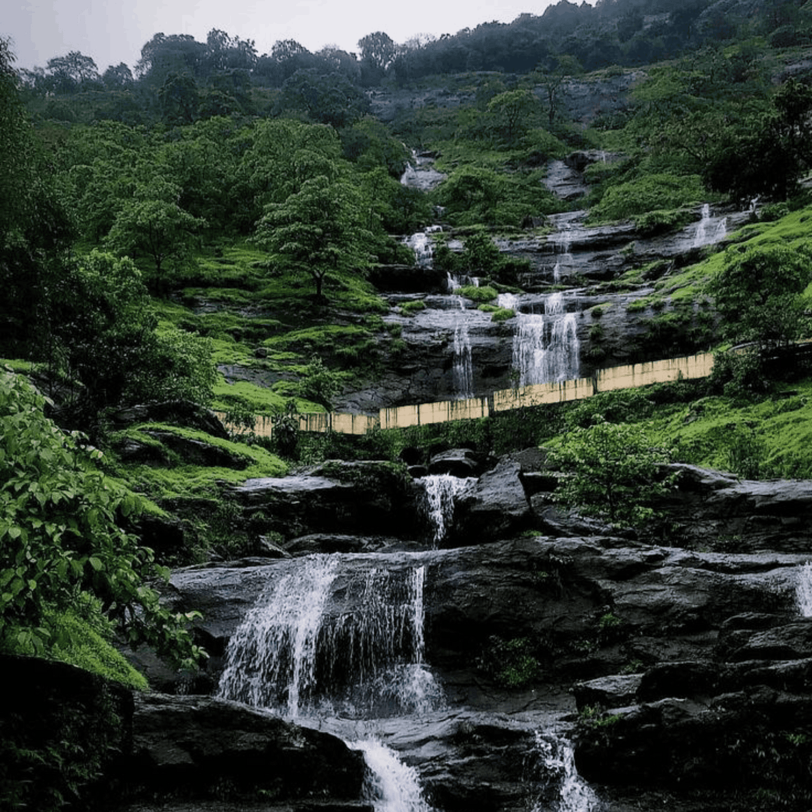 Monsoon Wild Signature  - Monsoon Edition