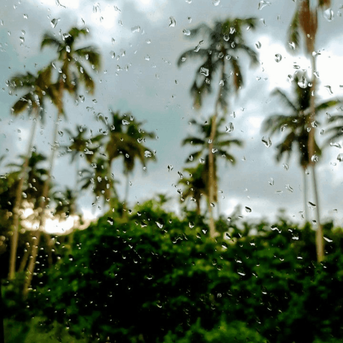 The Bloom after Rain- Monsoon Edition