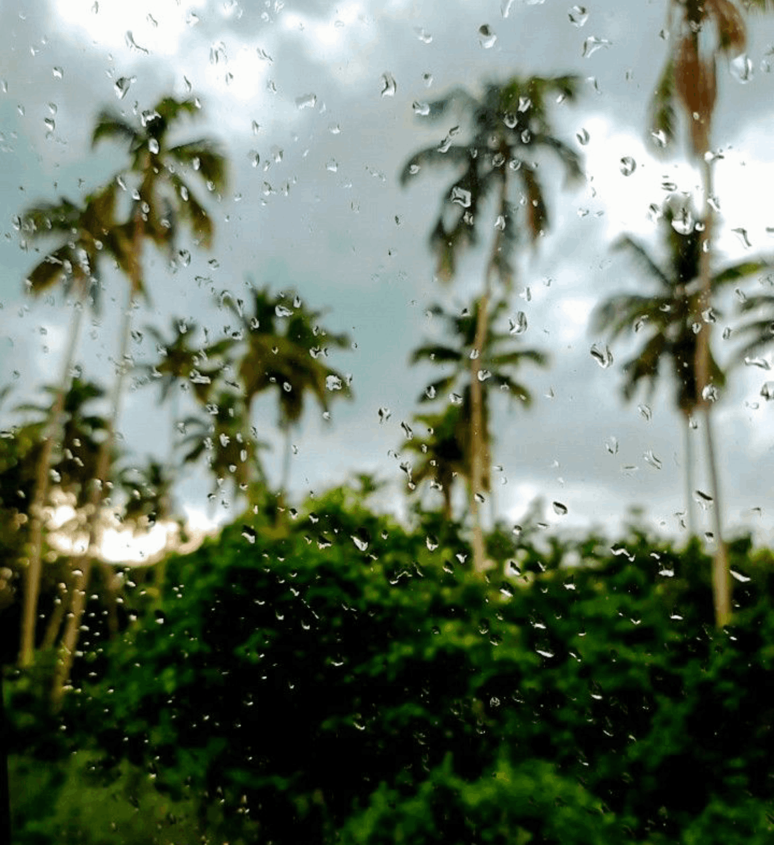 The Bloom after Rain- Monsoon Edition