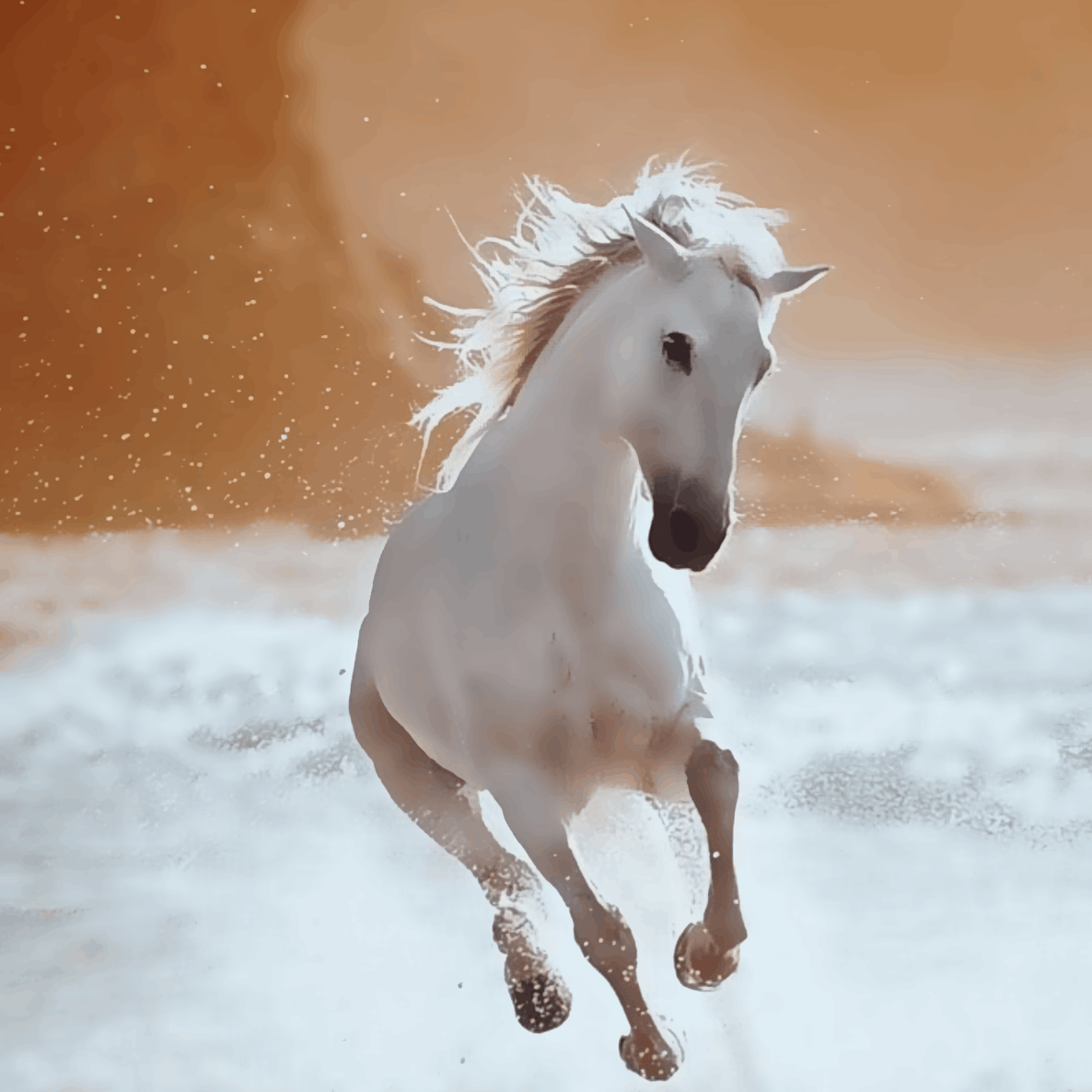 The White Horse on Beach