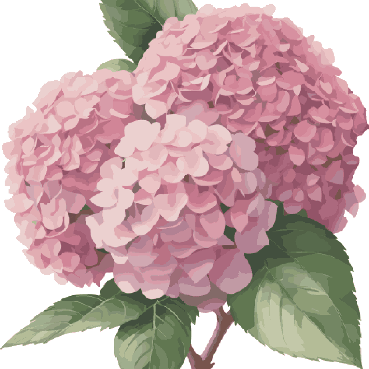 Pink Hydrangea