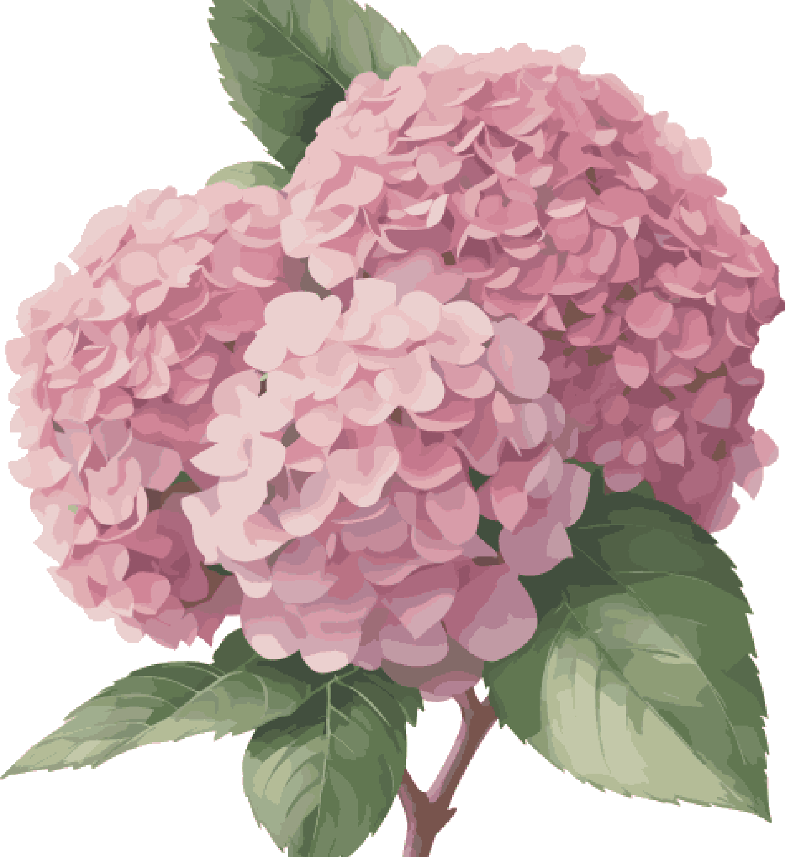 Pink Hydrangea