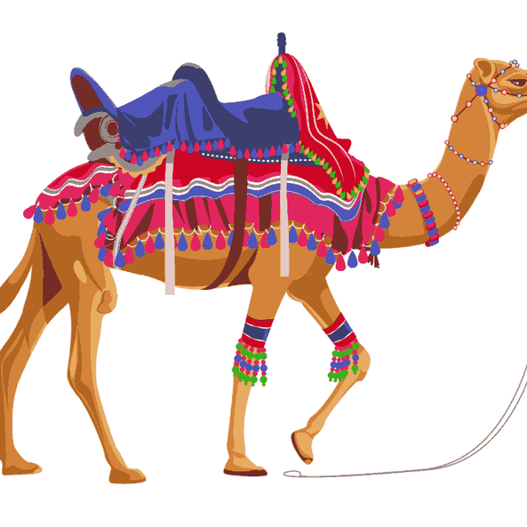 Rajasthani Camel